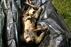 beheaded in Chechnya